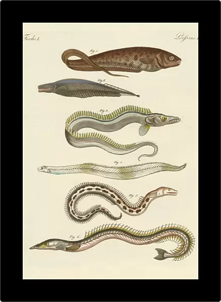 Fish (coloured engraving)