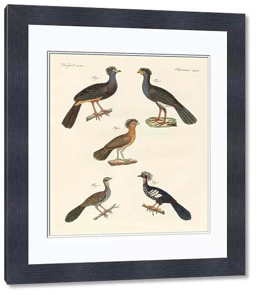 Beautiful new birds (coloured engraving)