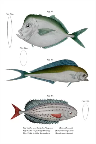 Moonfish (colour litho)