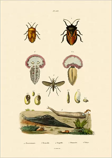 Stink Bugs, 1833-39 (coloured engraving)