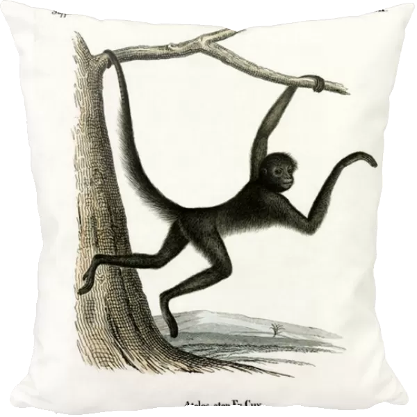 Spider Monkey (coloured engraving)