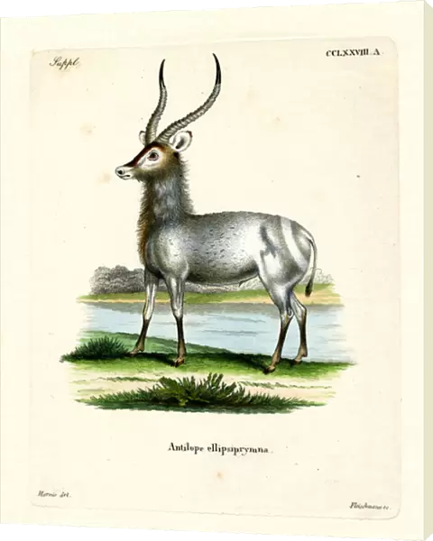 Waterbuck (coloured engraving)