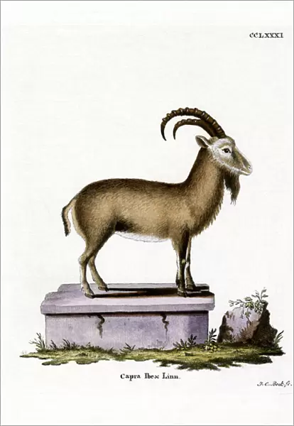 Alpine Ibex (coloured engraving)
