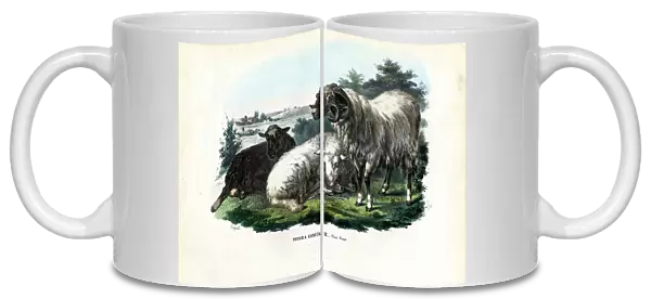 Domestic Sheep, 1863-79 (colour litho)