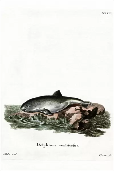Harbor Porpoise (coloured engraving)