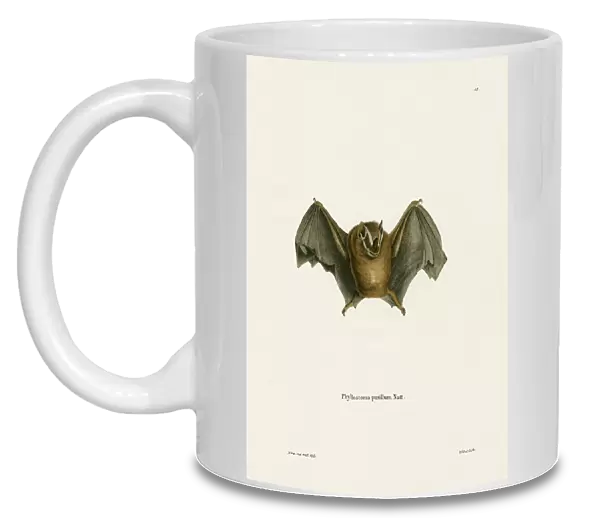 Southern Little Yellow-eared Bat (coloured engraving)