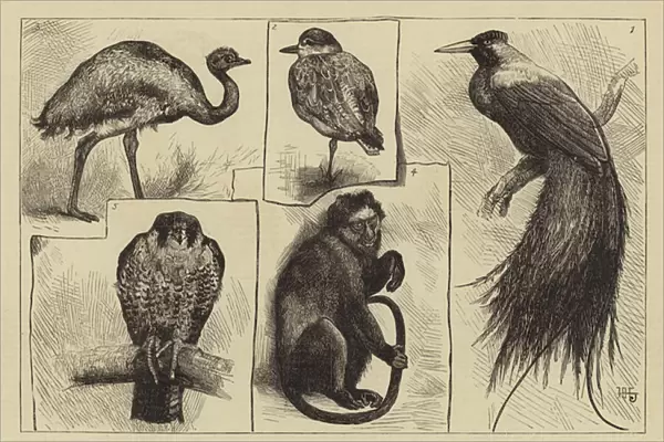 New Animals at Zoological Gardens (engraving)