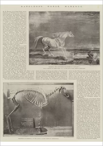 Napoleons Horse, Marengo (litho)