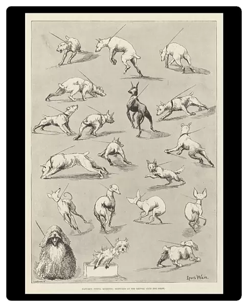 Natures Fitful Moments, Sketches at the Kennel Club Dog Show (engraving)