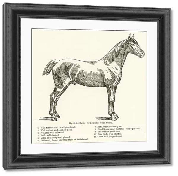 Horse, to illustrate Good Points (engraving)