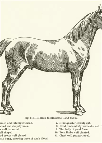Horse, to illustrate Good Points (engraving)