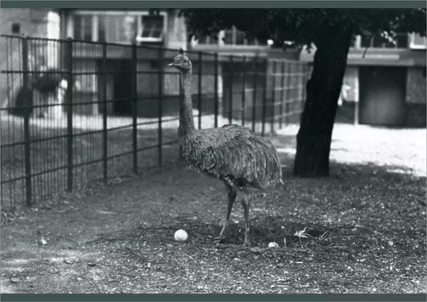 A Lesser or Darwins Rhea standing in its nest with two eggs, London Zoo