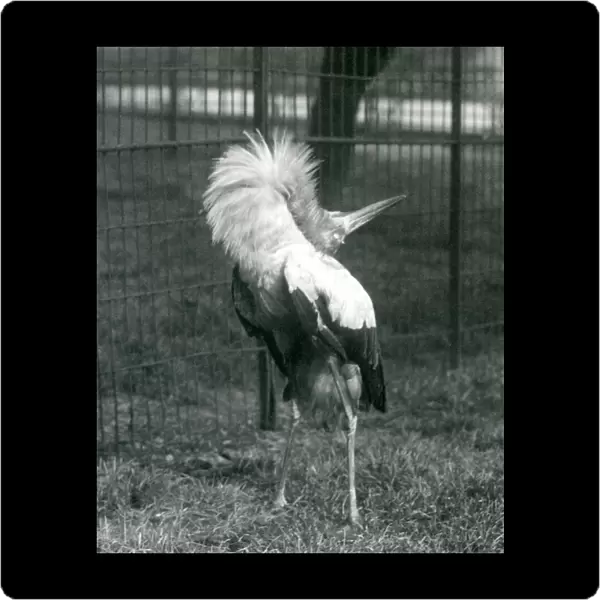 A Maguari Stork performing the up-down display, London Zoo, July 1925 (b  /  w photo)