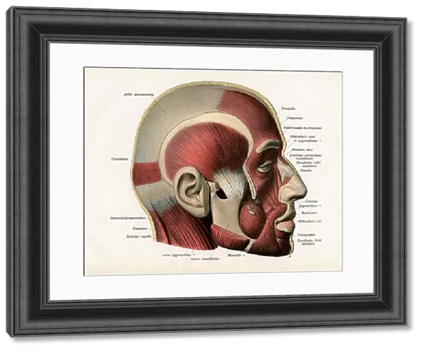 Lateral Cutaway View of the Muscles of the Human Face, 1906 (engraving)