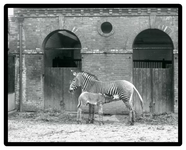 An Endangered Grevys  /  Imperial Zebra standing feeding her foal