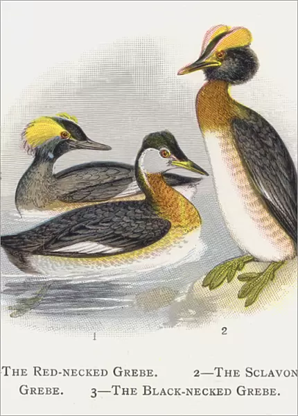 The Red-necked Grebe, The Sclavonian Grebe, The Black-necked Grebe (chromolitho)