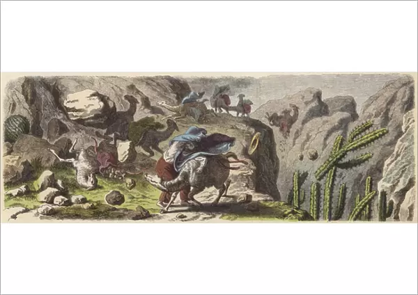 A llama caravan transporting ore caught in a storm in the Andes (coloured engraving)