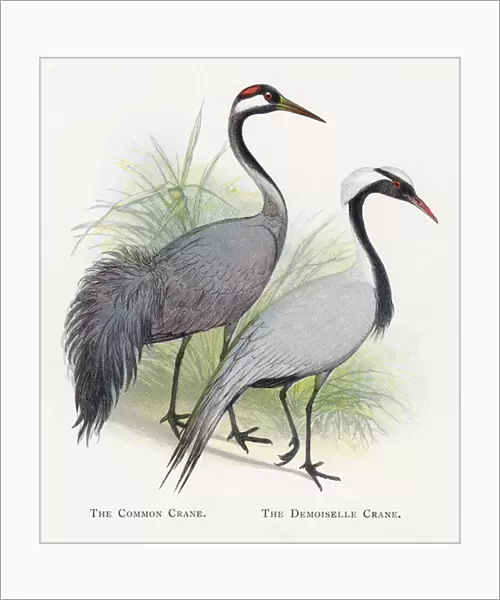 The Common Crane, The Demoiselle Crane (chromolitho)