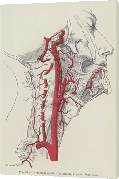 The internal carotid and vertbral arteries, right side (engraving)