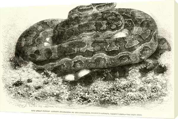 The Great Python Serpent incubating at the Zoological Societys Gardens, Regents Park (engraving)