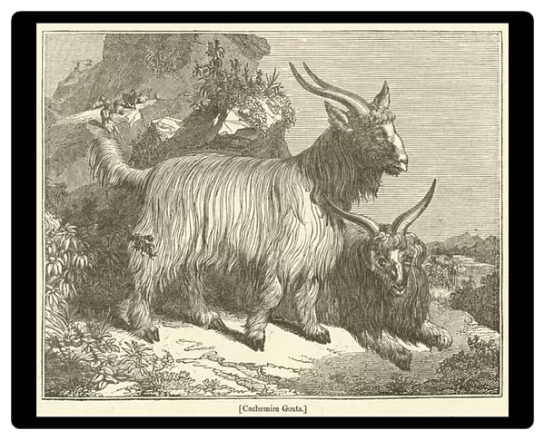 Cachemire Goats (engraving)