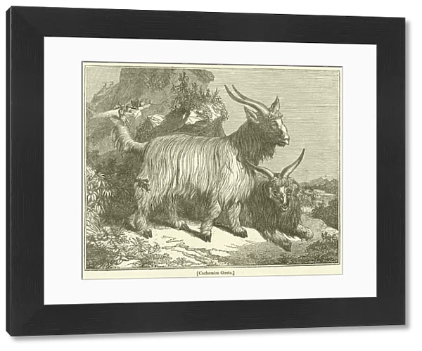 Cachemire Goats (engraving)