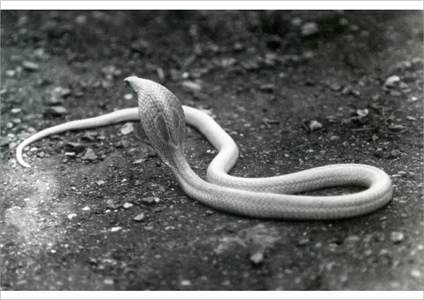 An albino Indian  /  Spectacled  /  Asian  /  Binocellate Cobra with its head raised and hood spread