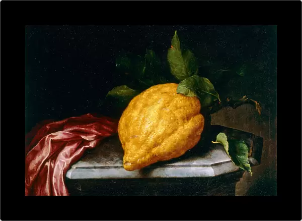 Citron. 3573747 Citron by Bimbi, Bartolomeo (1648-1725); Museum of Still Life