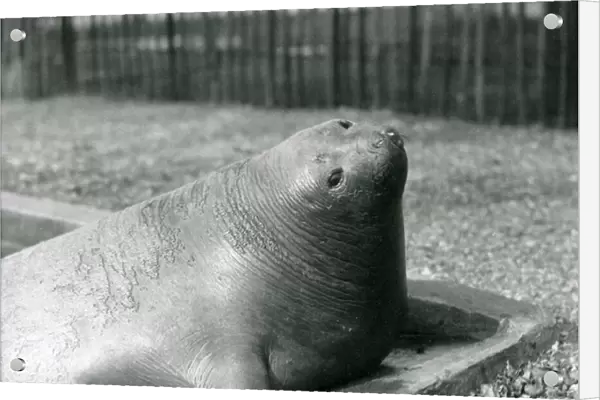 An Elephant Seal resting in its pool at London Zoo in 1930 (b  /  w photo)