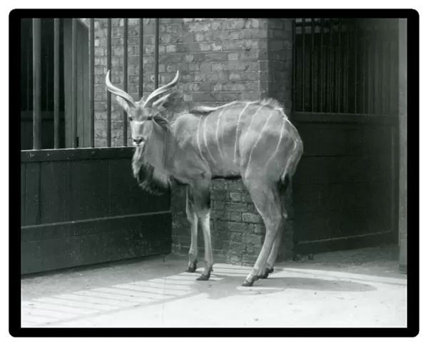 A young male Greater Kudu standing in his enclosure at London Zoo in 1929 (b  /  w photo)