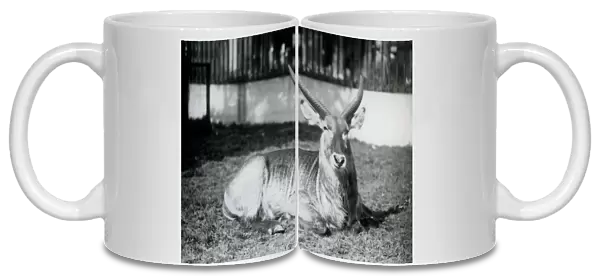 A male Waterbuck lying on the grass in his paddock at London Zoo in 1928 (b  /  w photo)