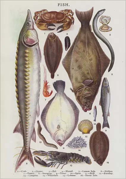 Fish (chromolitho)