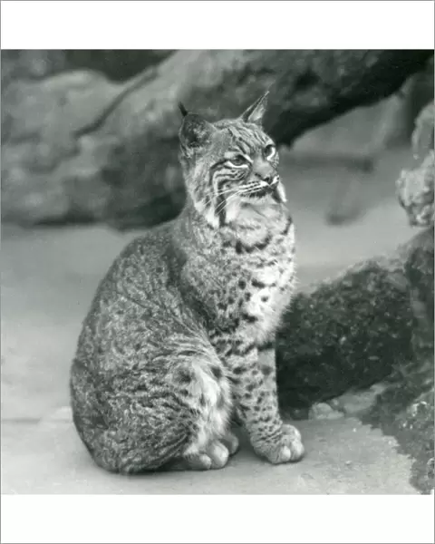 A Bay Lynx or Bobcat sitting up at London Zoo, March 1927 (b  /  w photo)