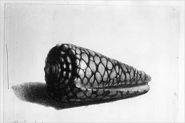 The Shell (Conus marmoreus) 1650 (etching)