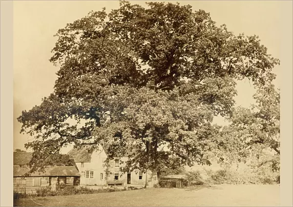 Oak (in Summer), Friars Oak, Clayton, Sussex, 1860