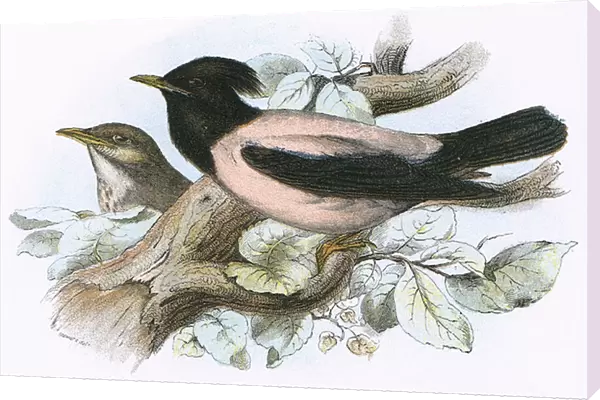 Rose coloured Starling