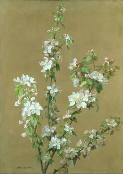 Apple Blossom (oil on canvas)
