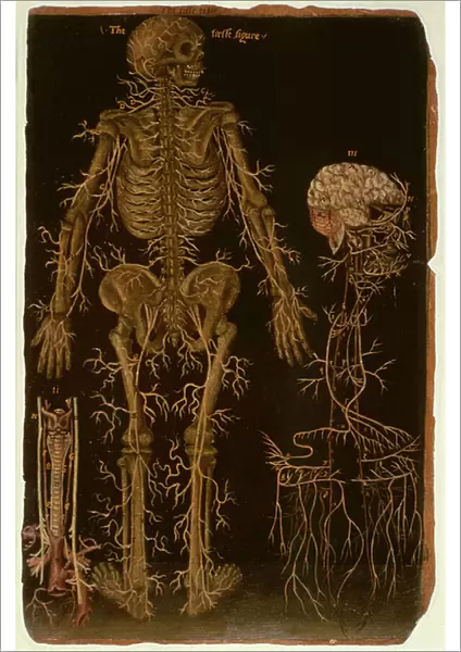 Ms Hunter 364 Table V Dissection, from Anatomical Tables