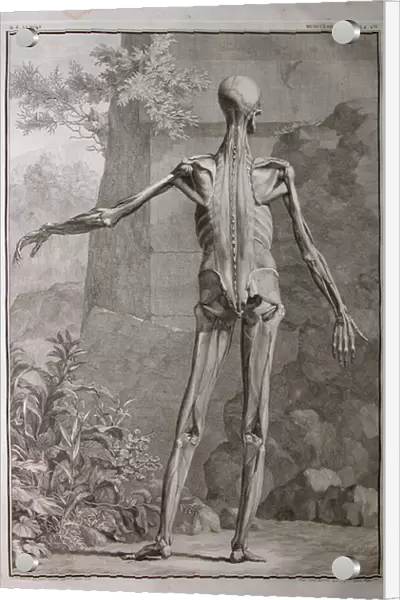 Albinus I, Pl. VII: Musculature, illustration from