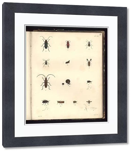 Insecta, Pl. XVI, illustration from Recueil d observation de zoologie et d