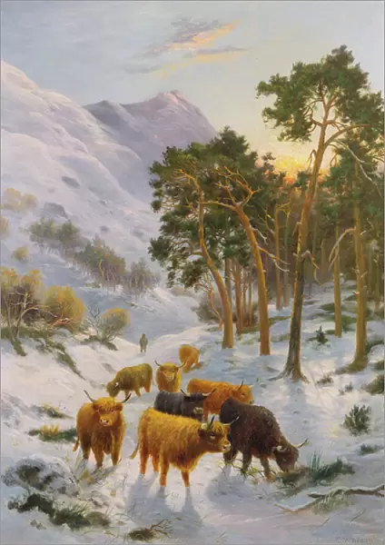 Highland Cattle in a Winter Landscape