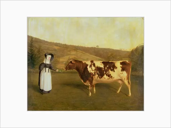 Shorthorn Cow, c. 1840-50 (oil on canvas)