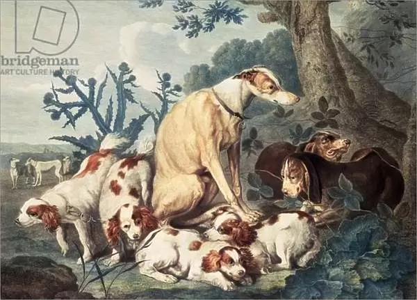 Portraits of Dogs, engraved by Daniel Lerpiniere (c. 1745-85), pub