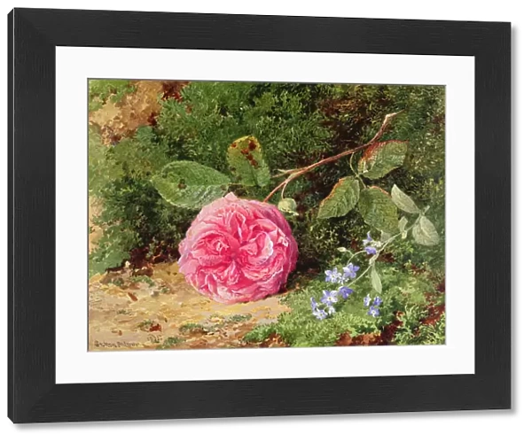 Pink Rose on a Mossy Bank, 1875 (w  /  c on paper)