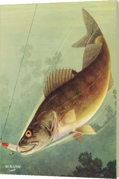 Sport Fishing: Walleye Striking a Lure, 1950 (colour litho)