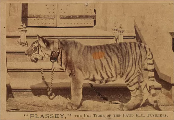Plassey, the pet tiger of the Royal Madras Fusiliers, 1870 circa (b  /  w photo)