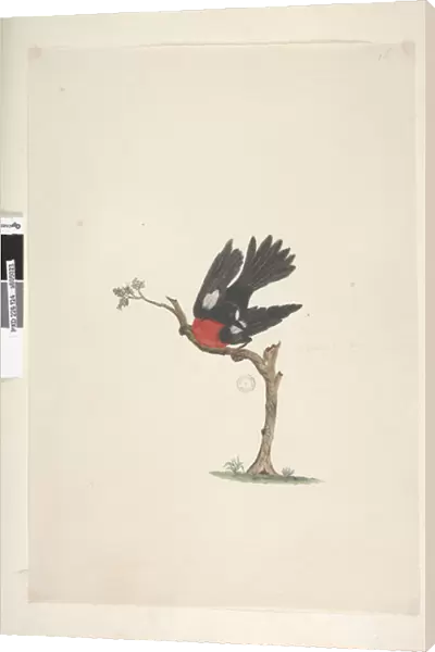 Page 24. Natural size Scarlet Robin Petroica multicolor, male, Norfolk Island