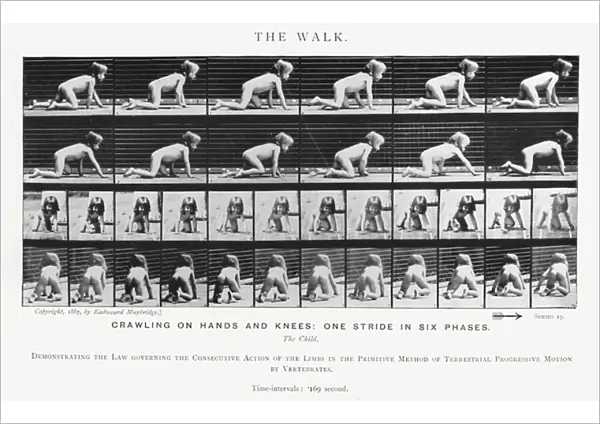 Eadweard Muybridge: The Walk (b  /  w photo)