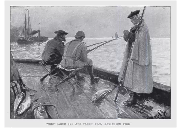 Very large cod are taken from Gorleston Pier (litho)