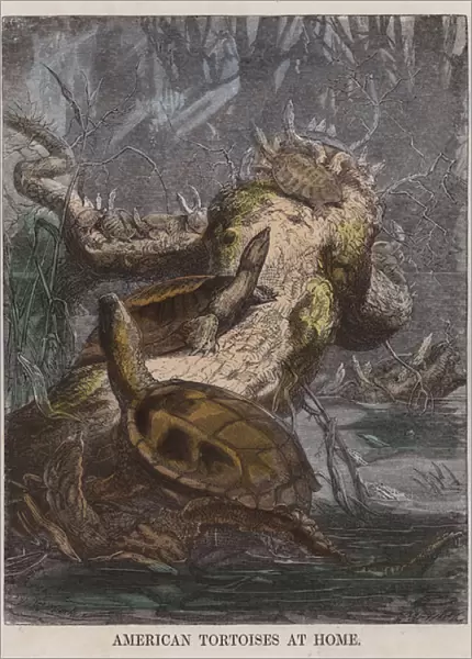 American tortoises at home (coloured engraving)